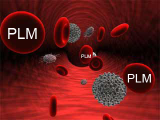 plm blood flow